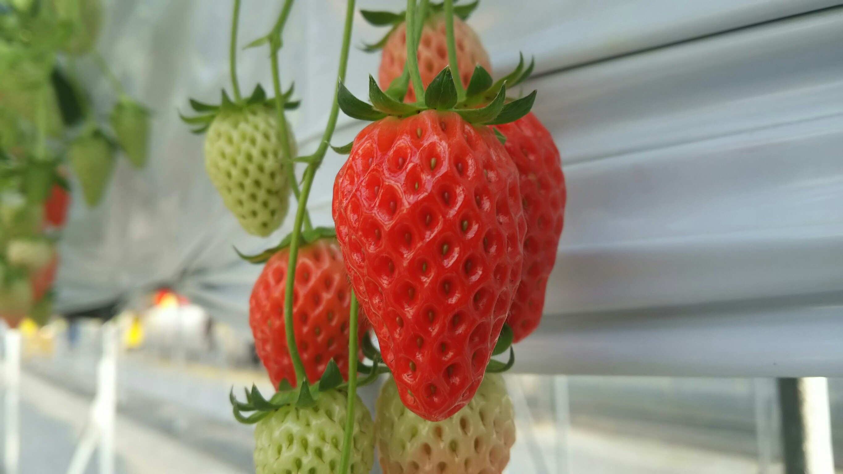 いちごイチゴ苺狩り